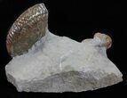Hoploscaphities Ammonite Double - South Dakota #60236-2